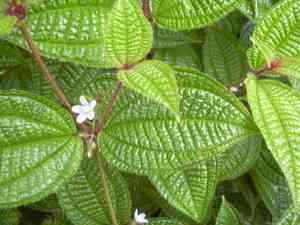 Soapbush(Clidemia hirta)