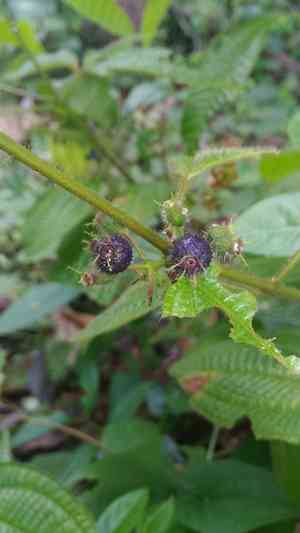 Soapbush(Clidemia hirta)