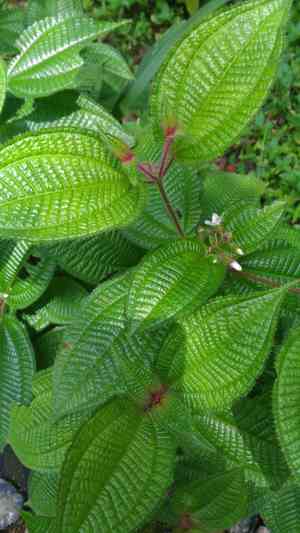 Soapbush(Clidemia hirta)