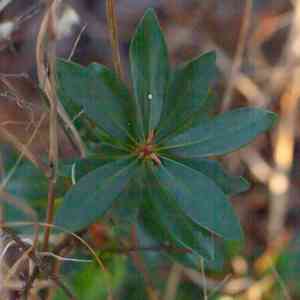 Buckwheat tree(Cliftonia monophylla)