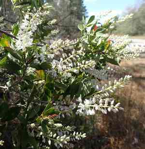 Buckwheat tree(Cliftonia monophylla)
