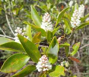 Buckwheat tree(Cliftonia monophylla)