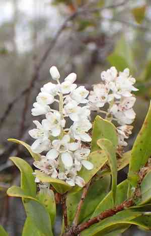 Buckwheat tree(Cliftonia monophylla)