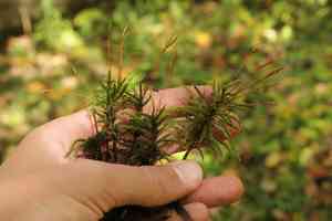 American climacium moss(Climacium americanum)