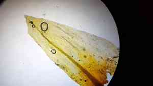 American climacium moss(Climacium americanum)