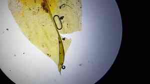 American climacium moss(Climacium americanum)