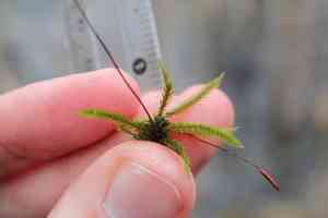 American climacium moss(Climacium americanum)