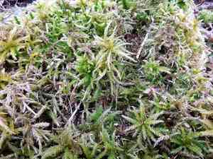 Climacium mosses (Climacium)(Climacium)