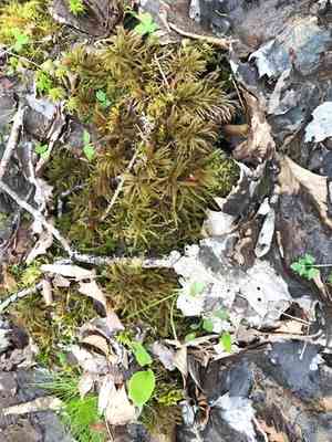 Climacium mosses (Climacium)(Climacium)