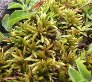 Climacium mosses (Climacium)(Climacium)