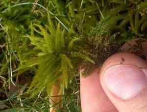 Climacium mosses (Climacium)(Climacium)