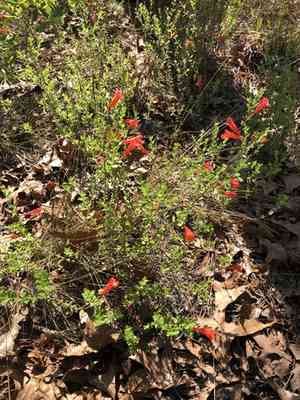 Scarlet calamint(Clinopodium coccineum)