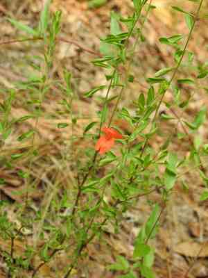 Scarlet calamint(Clinopodium coccineum)