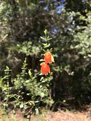 Scarlet calamint(Clinopodium coccineum)
