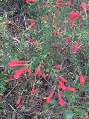 Scarlet calamint(Clinopodium coccineum)
