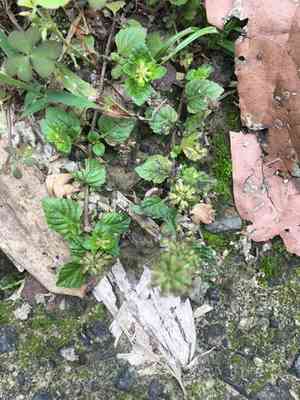 Slender wild basil(Clinopodium gracile)