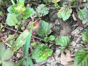 Slender wild basil(Clinopodium gracile)
