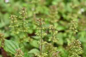 Slender wild basil(Clinopodium gracile)