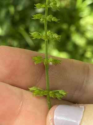 Slender wild basil(Clinopodium gracile)