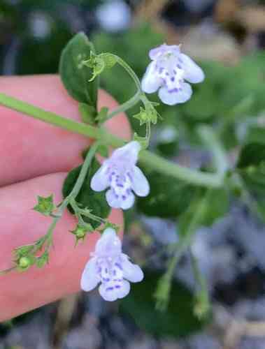 Lesser calamint(Clinopodium nepeta)