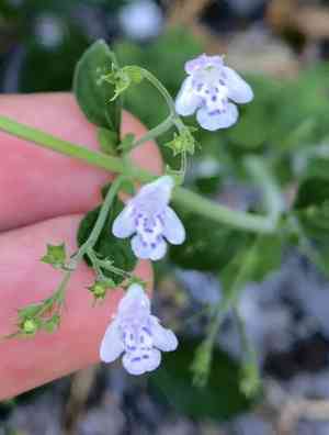 Lesser calamint(Clinopodium nepeta)