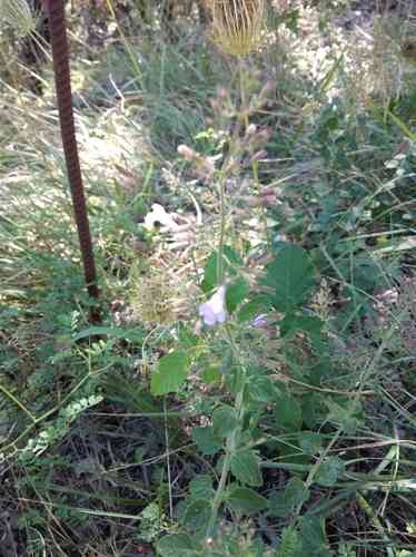 Lesser calamint(Clinopodium nepeta)