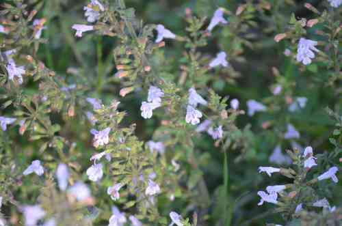 Lesser calamint(Clinopodium nepeta)