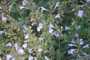 Lesser calamint(Clinopodium nepeta)