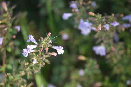 Lesser calamint(Clinopodium nepeta)