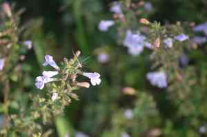 Lesser calamint(Clinopodium nepeta)