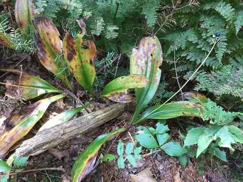 Bluebead Lily(Clintonia borealis)