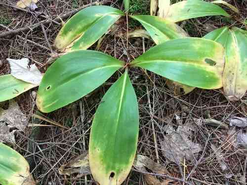 Bluebead Lily(Clintonia borealis)