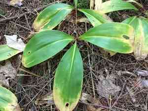 Bluebead Lily(Clintonia borealis)