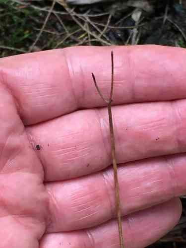 Bluebead Lily(Clintonia borealis)