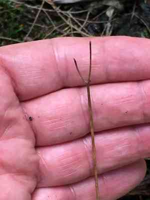 Bluebead Lily(Clintonia borealis)