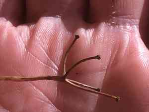 Bluebead Lily(Clintonia borealis)