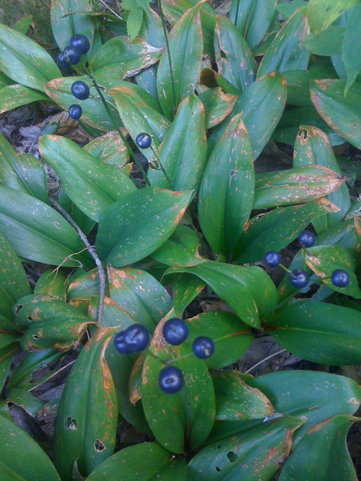 Bluebead Lily