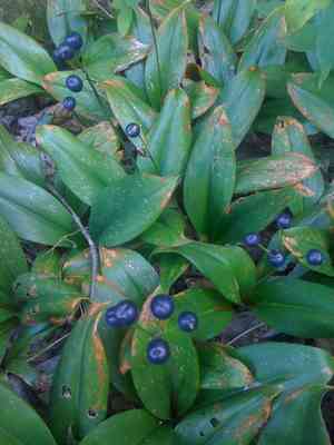 Bluebead Lily(Clintonia borealis)