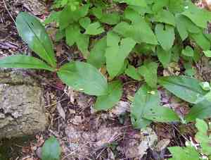 White clintonia(Clintonia umbellulata)