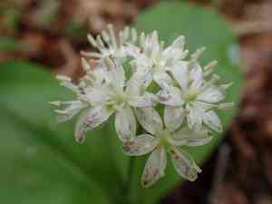 White clintonia(Clintonia umbellulata)