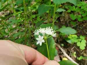 White clintonia(Clintonia umbellulata)