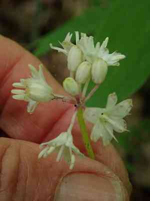 White clintonia(Clintonia umbellulata)
