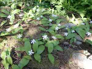 Bride's Bonnet(Clintonia uniflora)