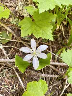 Bride's Bonnet(Clintonia uniflora)