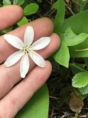 Bride's Bonnet(Clintonia uniflora)