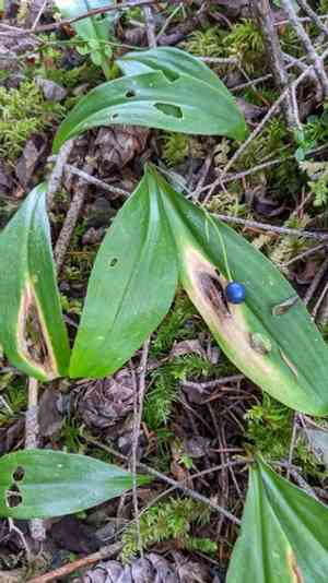 Bride's Bonnet(Clintonia uniflora)