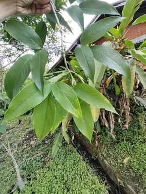 Philippine pigeonwings(Clitoria fairchildiana)