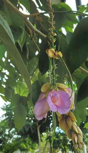 Philippine pigeonwings(Clitoria fairchildiana)
