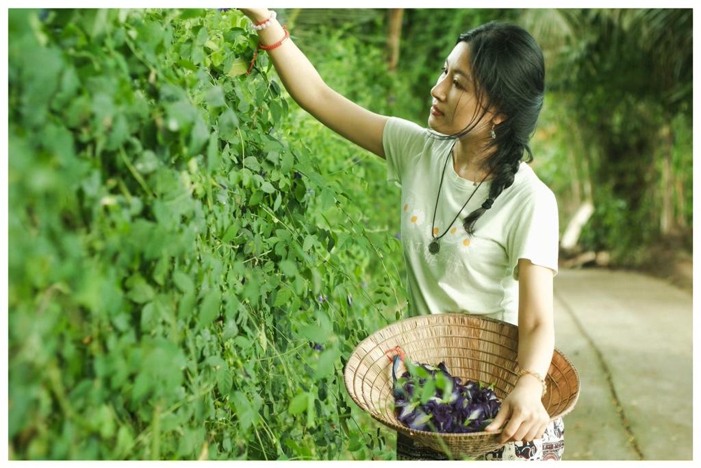 Butterfly pea