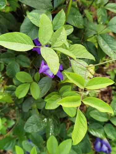 Butterfly pea(Clitoria ternatea)